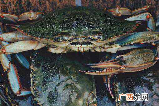 现在螃蟹多少钱一斤？怎么保存才新鲜？