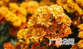 菊花的品种有哪些 菊花有什么品种