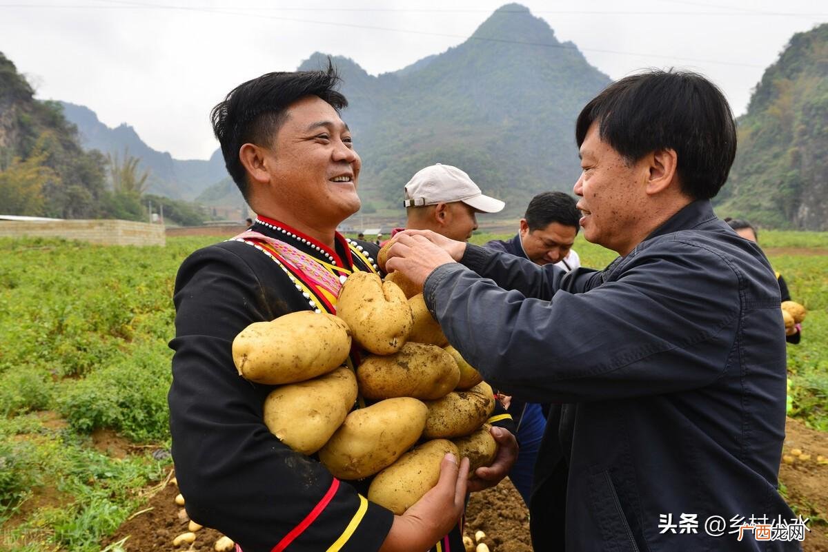 如何种出个大、产量高的马铃薯 马铃薯生长条件