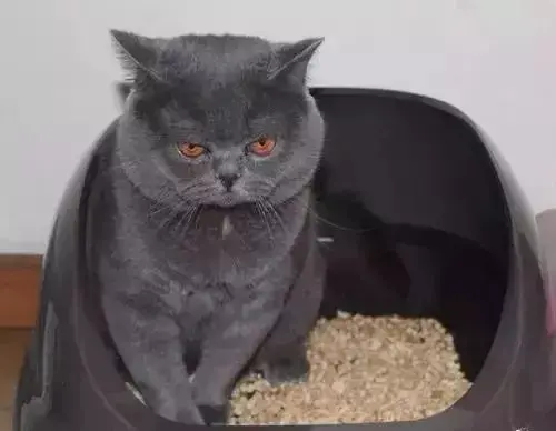 小猫多久可以开始训练用猫砂 如何教小猫使用猫砂盆