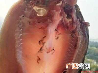 阳干鱼的做法的具体操作步骤 阳干鱼的做法