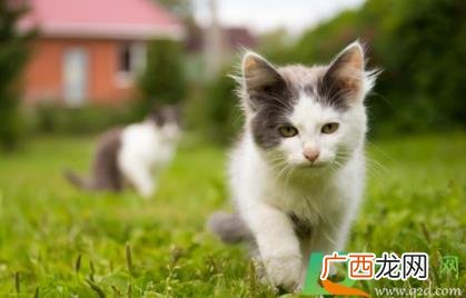 猫咪低声吼叫是什么意思