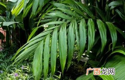 散尾葵冬天怎么养才茂盛 散尾葵冬天好养活吗