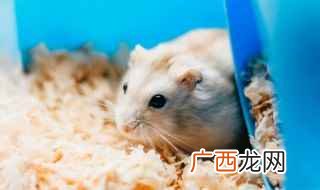 仓鼠饲喂注意事项有哪些 刚买仓鼠怎么养才亲近