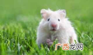 仓鼠抚摸方法有哪些 仓鼠如何养才怎么比较听话