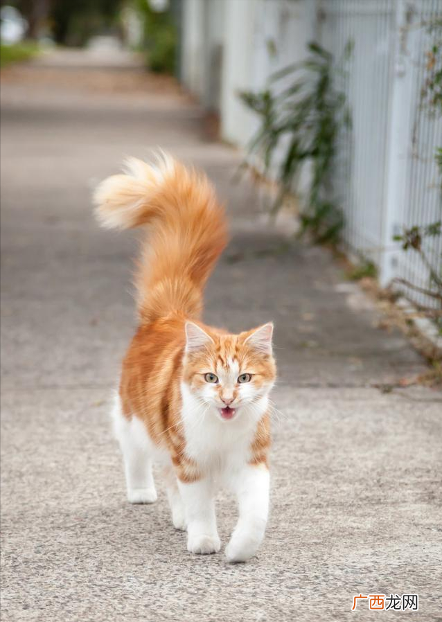 读懂尾巴语言，秒懂猫咪的心情 猫咪尾巴翘很高是什么意思