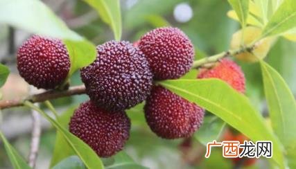 几月份是吃杨梅的季节