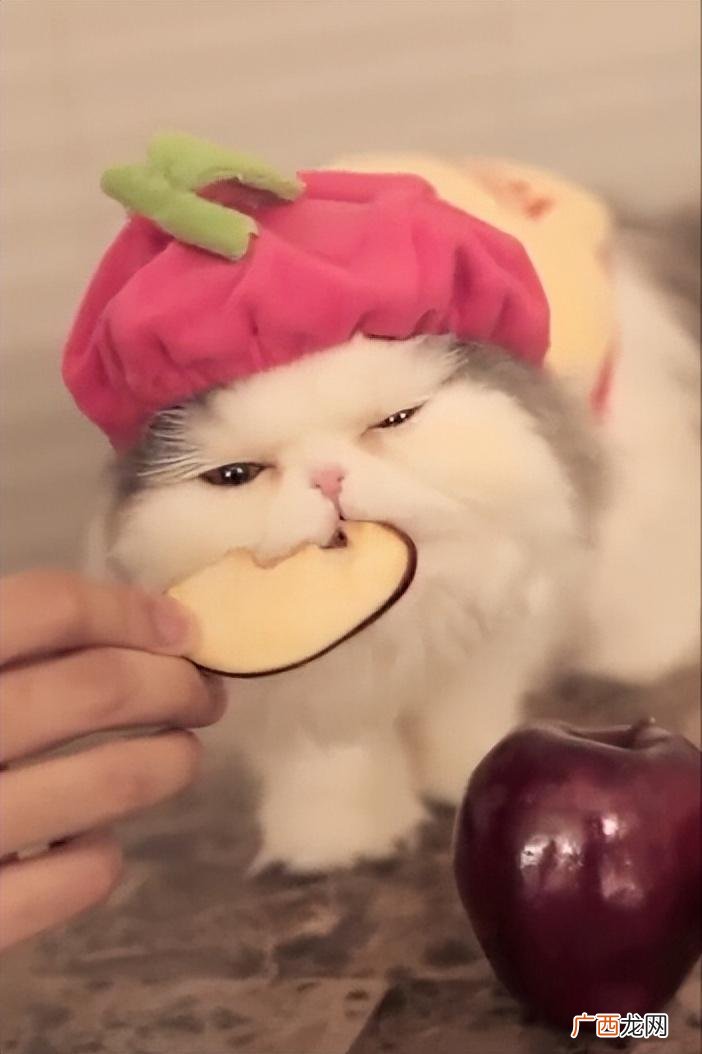 冬天里可以和猫咪分享的6种水果 猫可以吃什么蔬菜水果