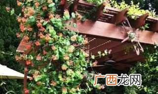 庭院葡萄架搭建注意事项 庭院葡萄架搭建方法