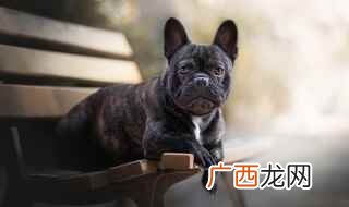 适合城市饲养的法斗有哪些 法斗犬的优缺点