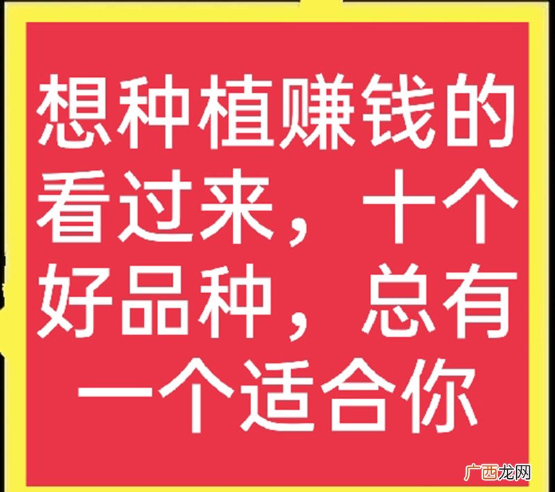 一年亩收入5万的药材 十大暴利种植行业
