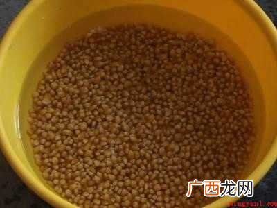 晒干的老玉米粒怎么煮的具体操作步骤 晒干的老玉米粒怎么煮