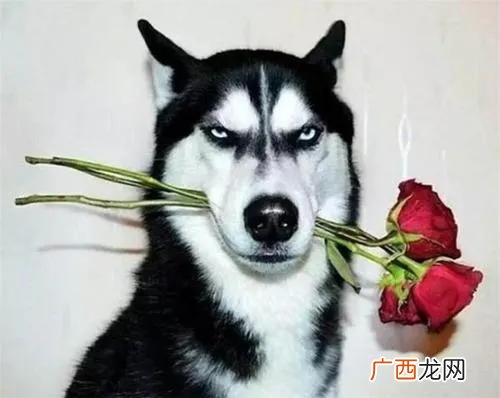 狗来富，后面是什么 狗来富是什么意思