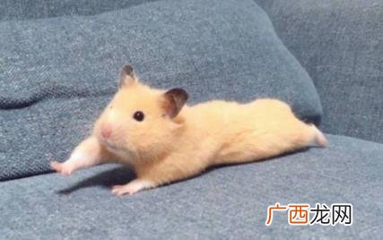 仓鼠在冬天0到10度之间会被冻死吗 仓鼠在10几度状态下会冻死吗