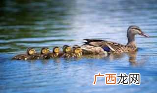 腊鸭怎么做才好吃教你几招轻松搞定 腊鸭子怎么做才好吃