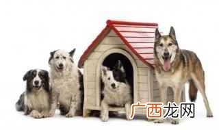 怎样挑选狗狗才是好狗 怎样挑选狗