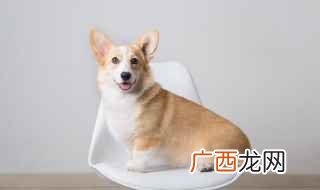 狗狗不能立刻洗澡吗 新手养狗必须要注意这几大禁忌