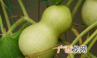 葫芦的做法 葫芦怎么好吃