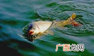 春钓的最佳时间是每日上午8时到下午3时 钓鱼在春天什么天气容易钓大鱼