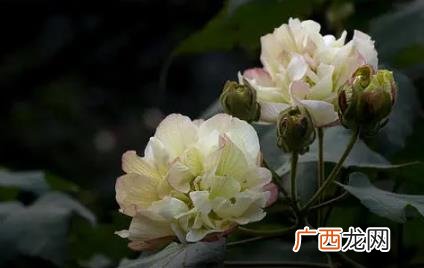自己养芙蓉花哪些是要注意的 芙蓉花在几月开
