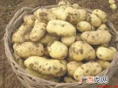 夏天土豆怎么大量储存的具体操作步骤 夏天土豆怎么大量储存