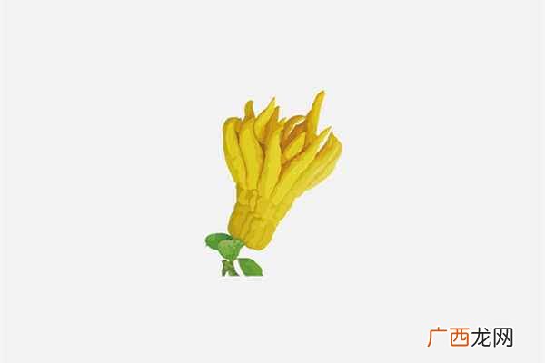 佛手的作用与功效