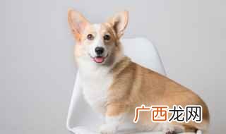 狗狗可以适当的喝一点酸奶吗 狗狗可以喝酸奶吗