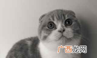 猫咪口腔正常颜色 怎么挑选猫咪的颜色