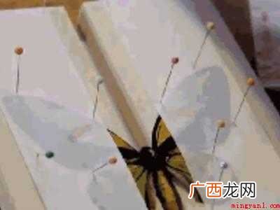 蝴蝶标本怎么做的具体操作步骤 蝴蝶标本怎么做