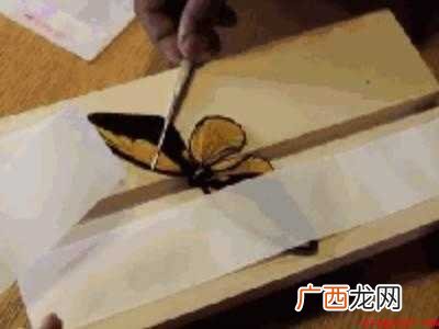 蝴蝶标本怎么做的具体操作步骤 蝴蝶标本怎么做