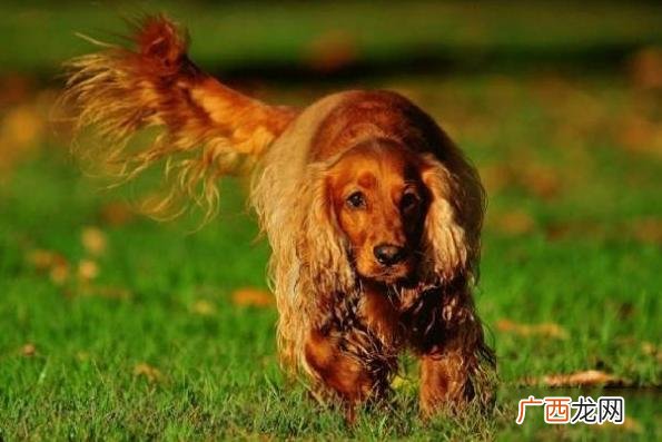 4种大耳朵犬，特别又吸引人 大耳朵的狗狗都是什么品种