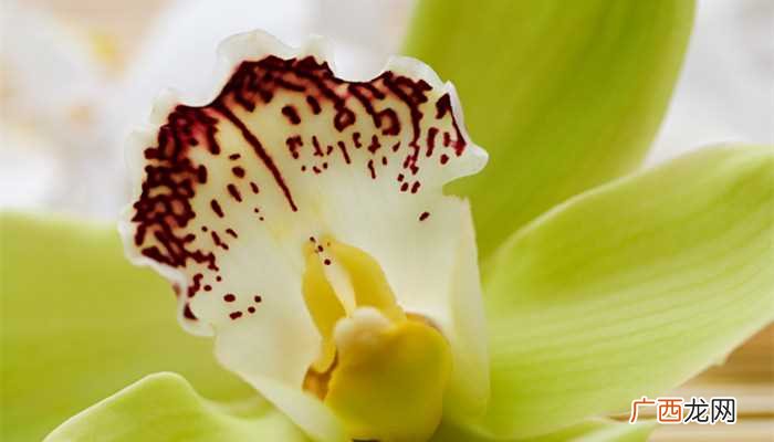 名贵兰花品种十大排名 名贵兰花品种