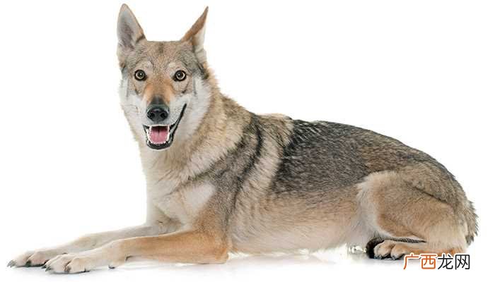 家犬的生活习性是什么 狼狗有几个品种