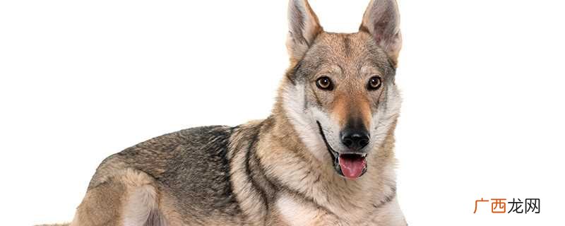 家犬的生活习性是什么 狼狗有几个品种