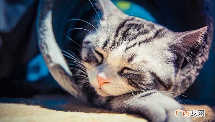 猫咪呕吐的原因病理性 猫喂芹菜行吗