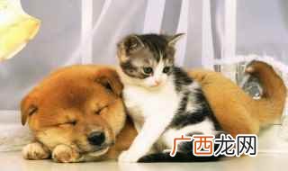 小狗睁眼后多久可以看见东西 小狗睁眼后多久可以看见