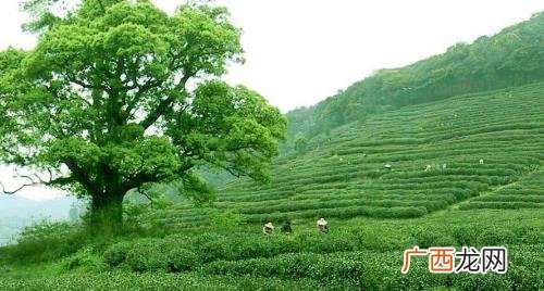 新茶是什么茶叶 新茶是什么茶好喝