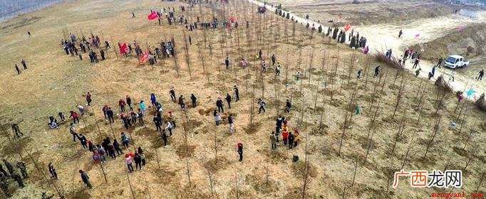 全民义务植树运动有力推动中国生态状况的改善 植树的好处有哪些
