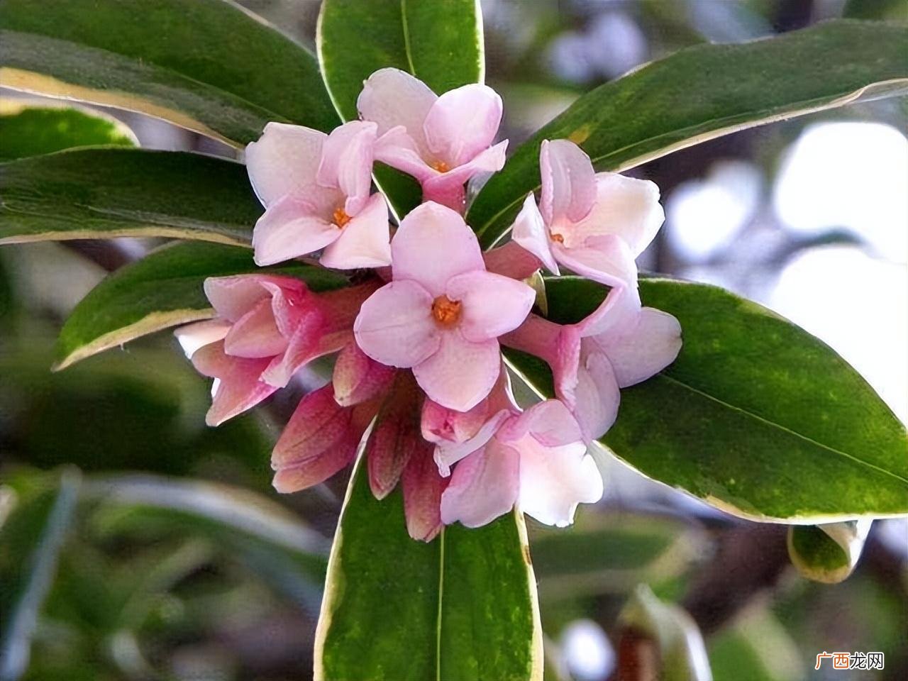 想让瑞香花团锦簇，三多一少要记牢 十月份瑞香的养殖方法和注意事项