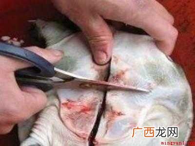 甲鱼怎么杀和处理法的具体操作步骤 甲鱼怎么杀和处理法