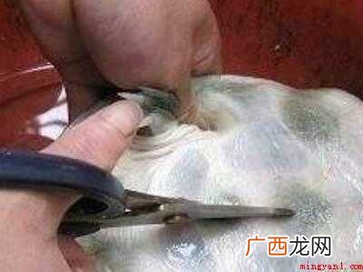 甲鱼怎么杀和处理法的具体操作步骤 甲鱼怎么杀和处理法