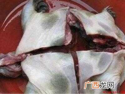 甲鱼怎么杀和处理法的具体操作步骤 甲鱼怎么杀和处理法