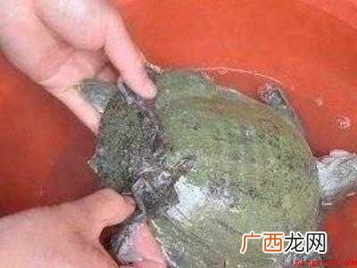 甲鱼怎么杀和处理法的具体操作步骤 甲鱼怎么杀和处理法