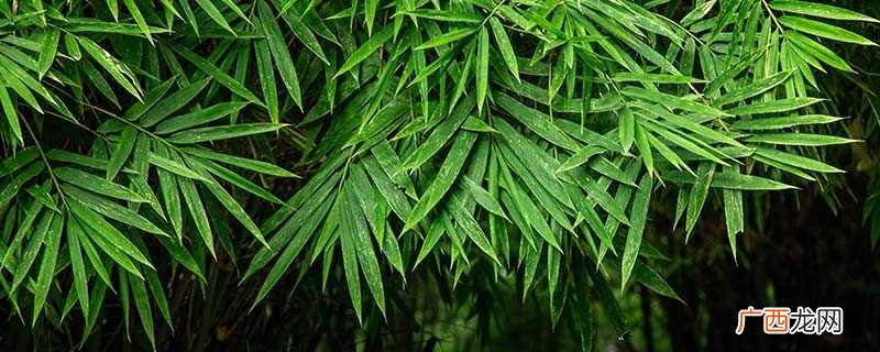 黄精和玉竹的区别是什么呢 黄精和玉竹的区别是什么