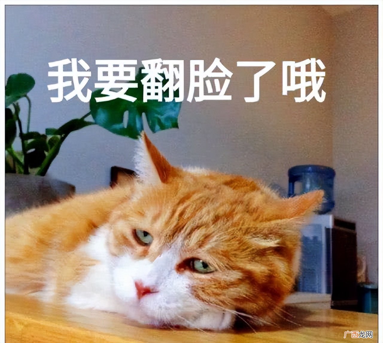 6条中4条证明猫咪怕主人 猫咪真的害怕你的四种表现