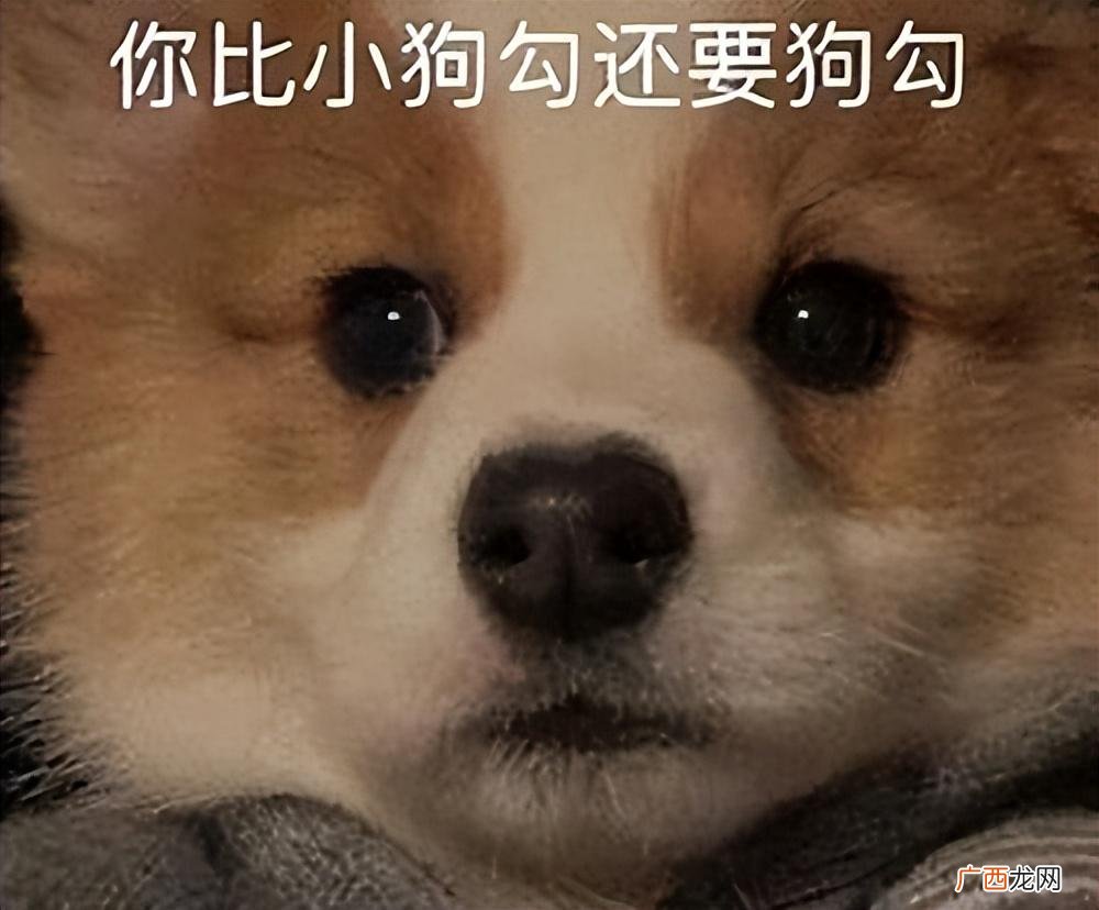 这5种狗经常被弃养，原因太真实 弃养率最高的狗狗