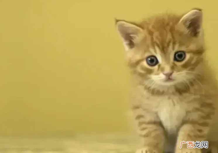 小猫几天可以睁开眼睛