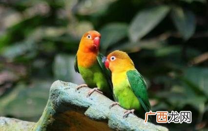鹦鹉热是什么病毒会传染吗 鹦鹉热是什么病毒