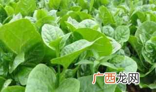 木耳菜的做法 木耳菜的做法大全