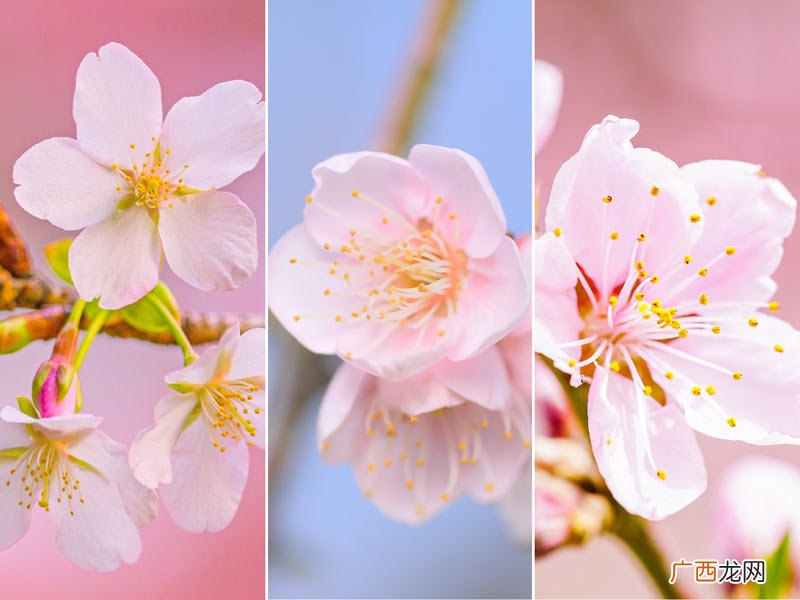 樱花、梅花、桃花区分秘诀 桃花和梅花怎么区分